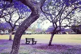ニュー・ファーム・パーク     New Farm Park