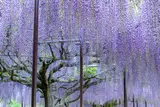 天台宗五大山白毫寺