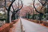 青山霊園