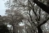 大宮公園