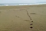 砂浜美術館