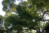 稗島の樟