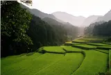 竹地区の棚田