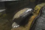 日本サンショウウオセンター