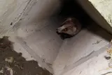 哺乳類の観察