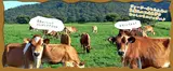 蒜山酪農農協ひるぜんジャージーランド