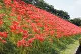 南足柄市運動公園（曼珠沙華）