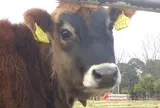 共進牧場
