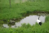 阿寒国際ツルセンター