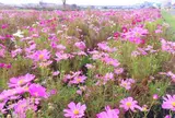 イシックス馬入のお花畑