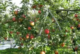 中沢・りんご園
