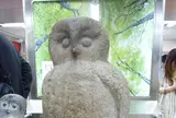 いけふくろう