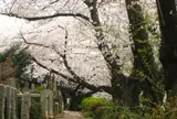 染井霊園