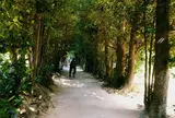 フクギ並木