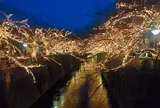 目黒川