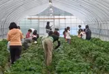藤戸いちご園
