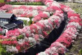 花桃の里　阿智