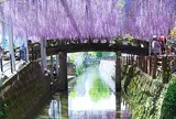 中山大藤