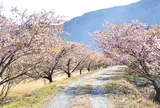 元藤川の堤防