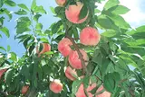 藤原園芸
