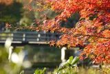 国営昭和記念公園