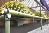 新宿御苑　菊花壇展