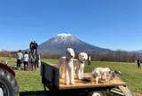 高橋牧場ニセコミルク工房