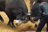 石川多目的ドーム