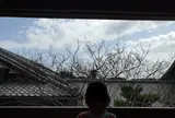 ねねの道