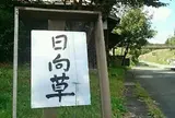 日向草