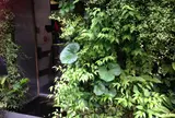 萌