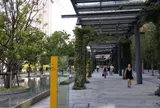 晴海通り沿いの緑のアーケード