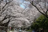 大学の桜たち