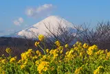 吾妻山公園（菜の花）