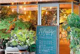 sower flower / plants