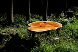 IRON & WooD 工房 Kodama