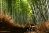 竹林の小径