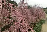昇竜しだれ梅園