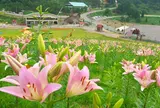 ちくさ高原ゆり園