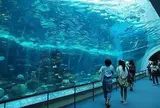 名古屋港水族館