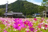 清住コスモス畑