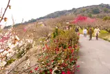 綾部山梅林の梅