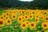 ひまわり柚遊農園
