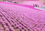 羊山公園 芝桜の丘