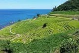 白米の千枚田