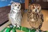 ふくろうカフェならまち
