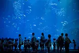 アクアワールド茨城県大洗水族館