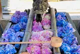 眼病平癒のやなぎだにさん「立願山 楊谷寺」