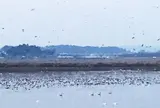 伊豆沼