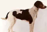 ドゥンケル【ノルウェー】